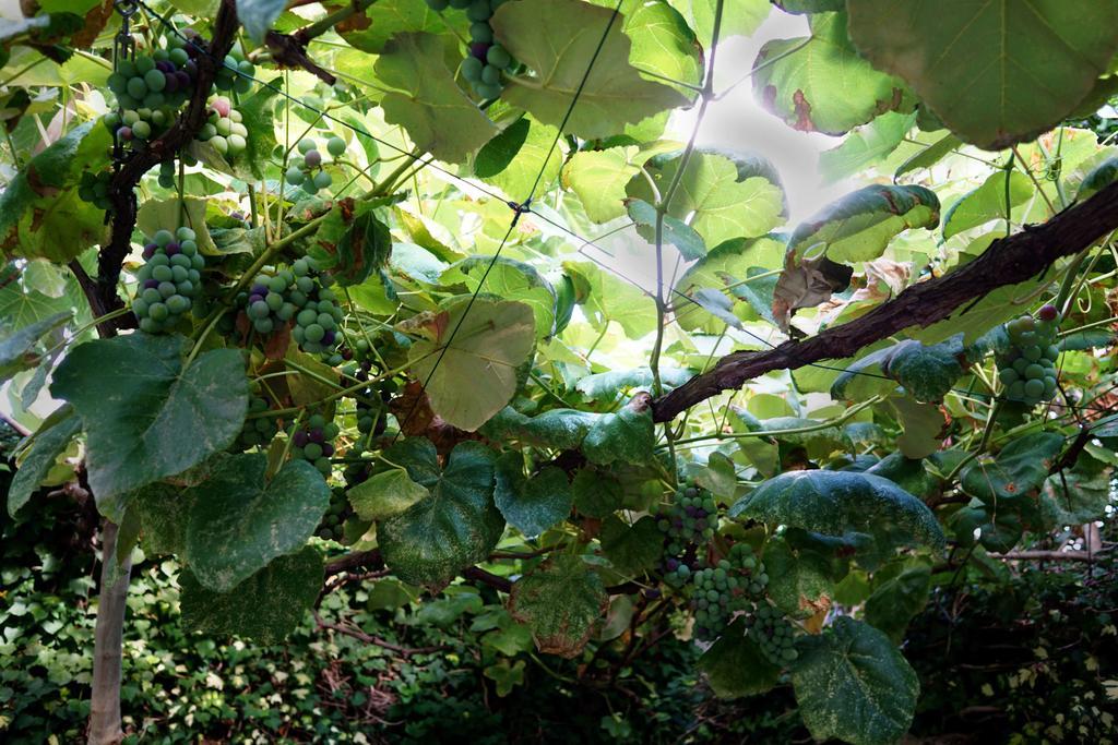 La Maisonette Et Son Jardin Appartamento