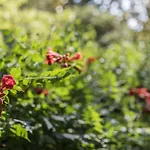 Ca\' Cerchieri 1 Garden View