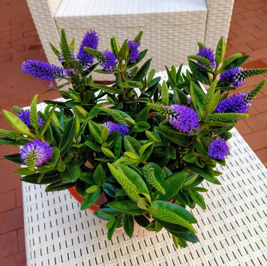 Ca'tronconi Ai Frari *