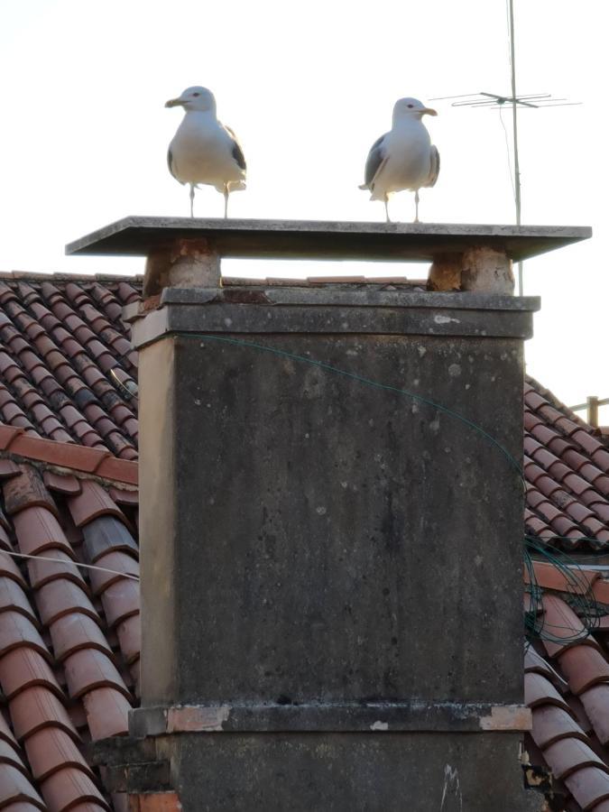 Luxury - Friendly Gasthuis