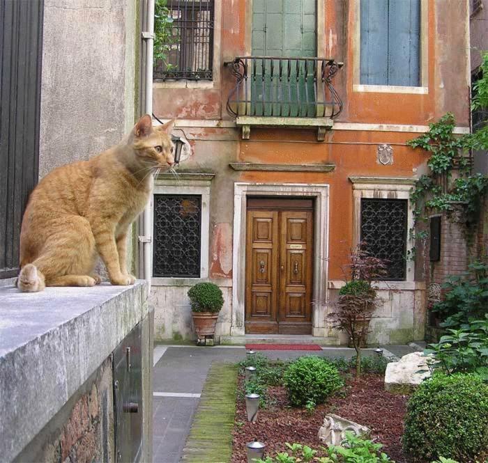 Ca' Angeli Venise