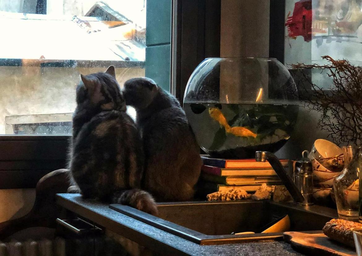 Cats And Antiques In Private Privatunterkunft