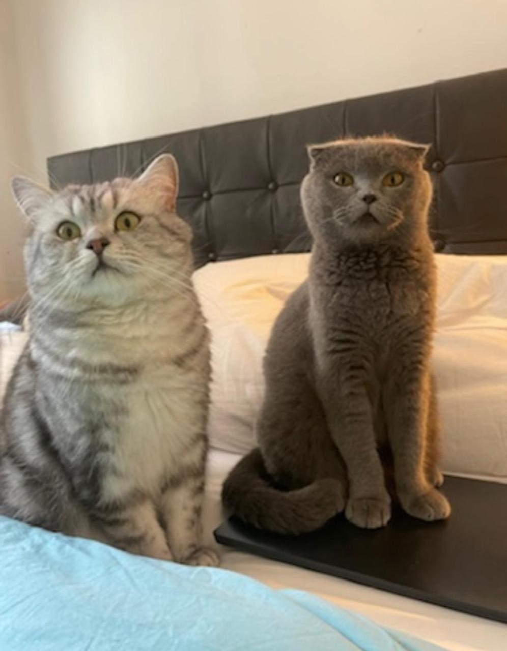 Privatunterkunft Cats And Antiques In Private *