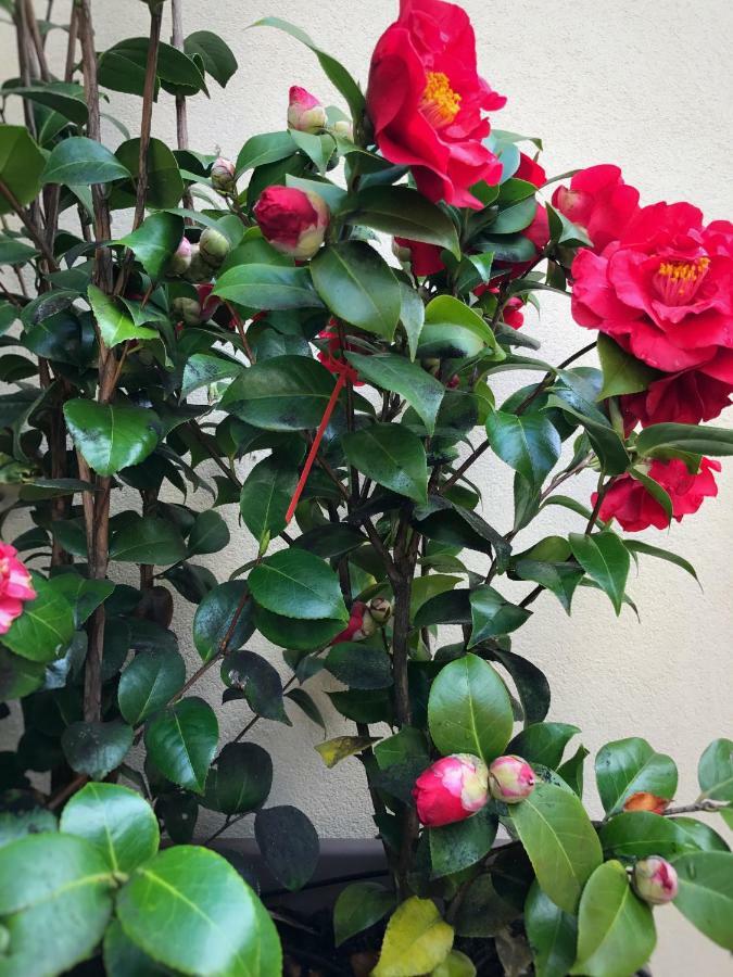 Appartamento Le Conterie Blu E Rosse