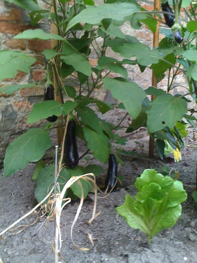 Appartement Ca' Ermina & Garden *