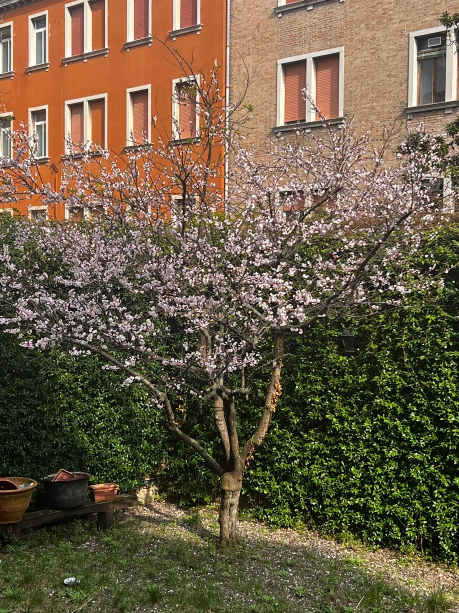 Vibes - Terrace In Venice