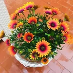 Ca\'Tronconi Ai Frari