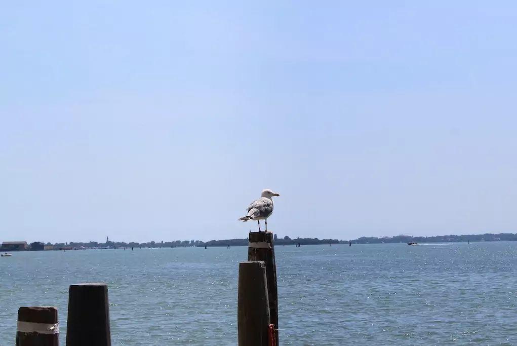 Apartment Wonderful View Over Venetian Lagoon Venedig