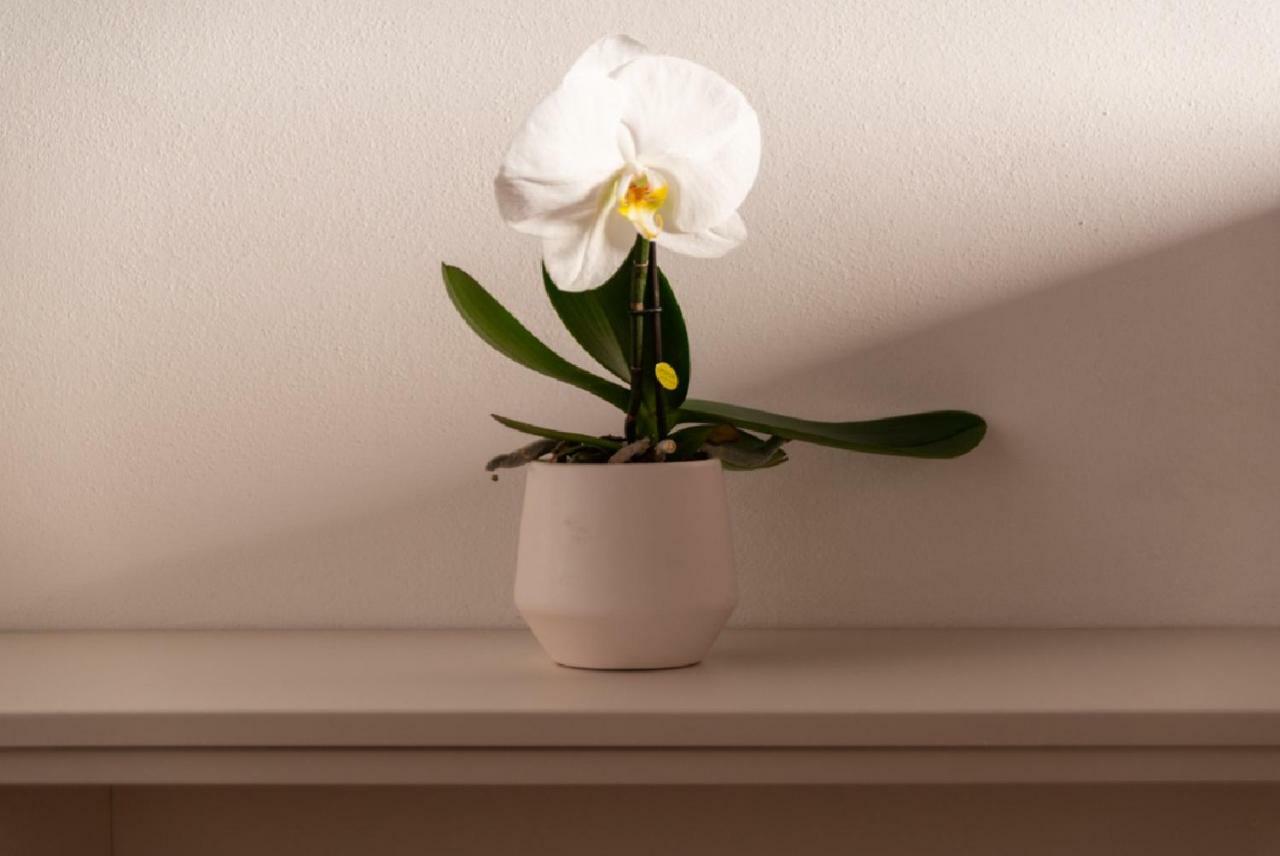 Like A Miracle Appartement